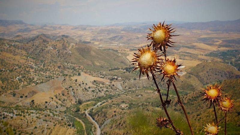 Featured image for Agntkit Net article