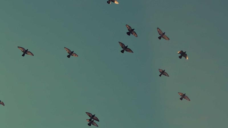 Featured image for Agntkit Net article